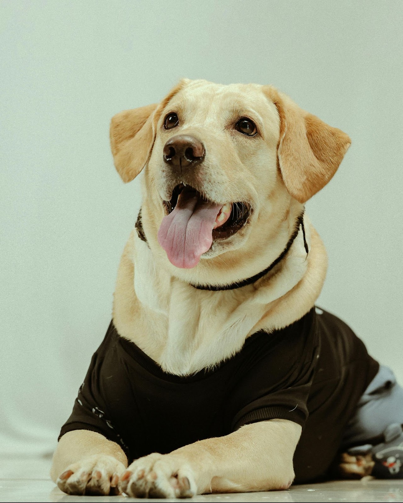 A Labrador Retriever