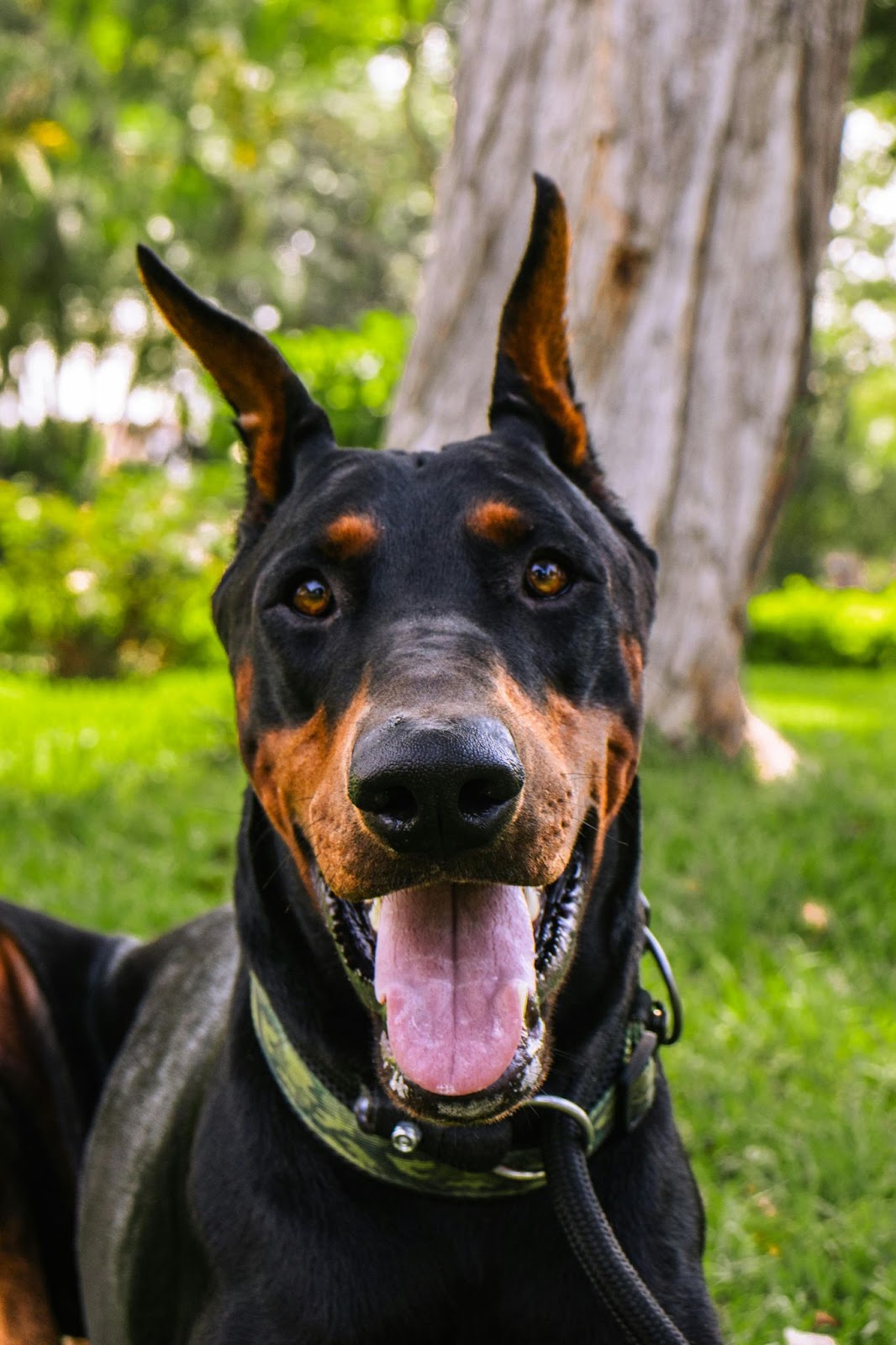 A Doberman Pinscher