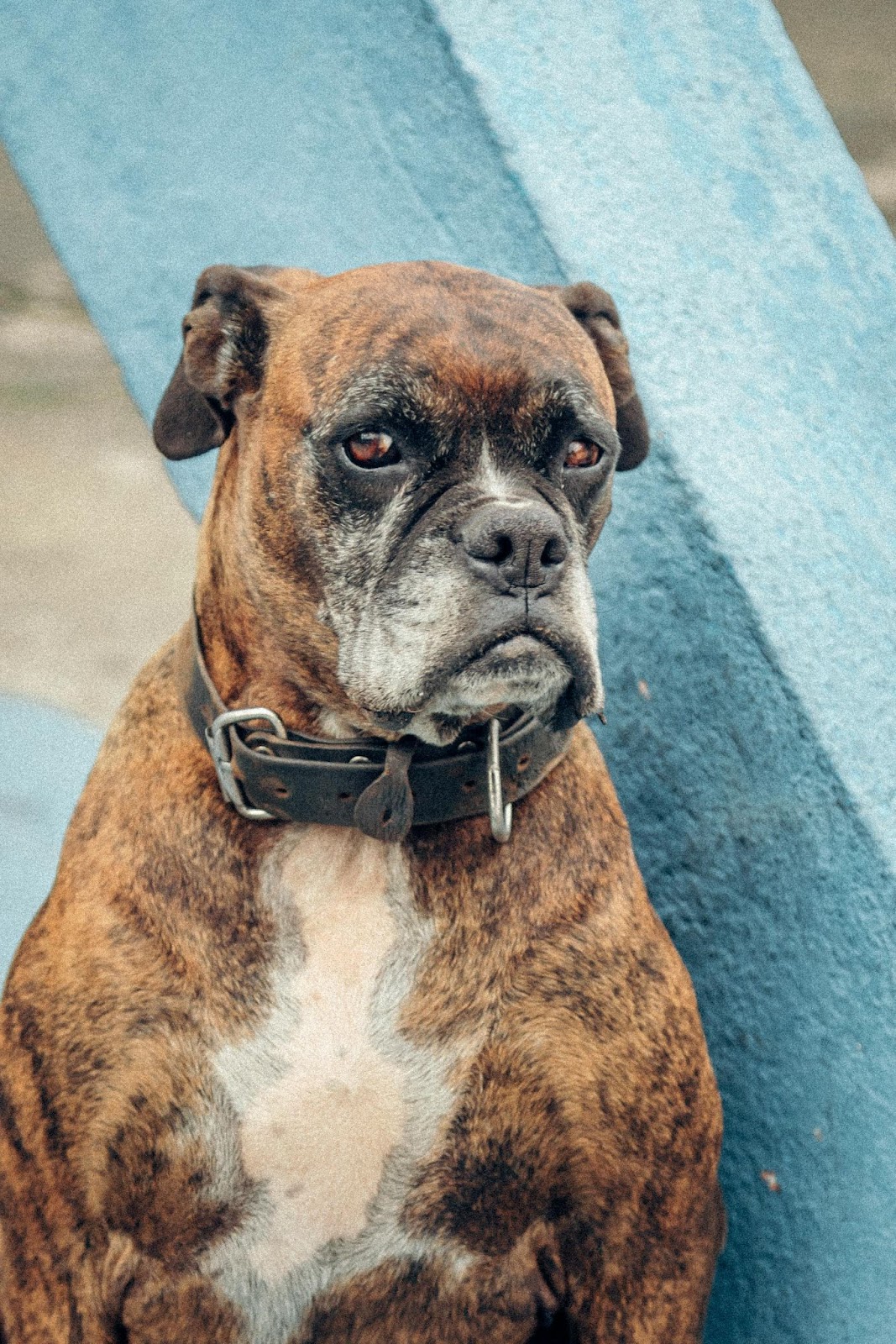 A guard dog, Boxer