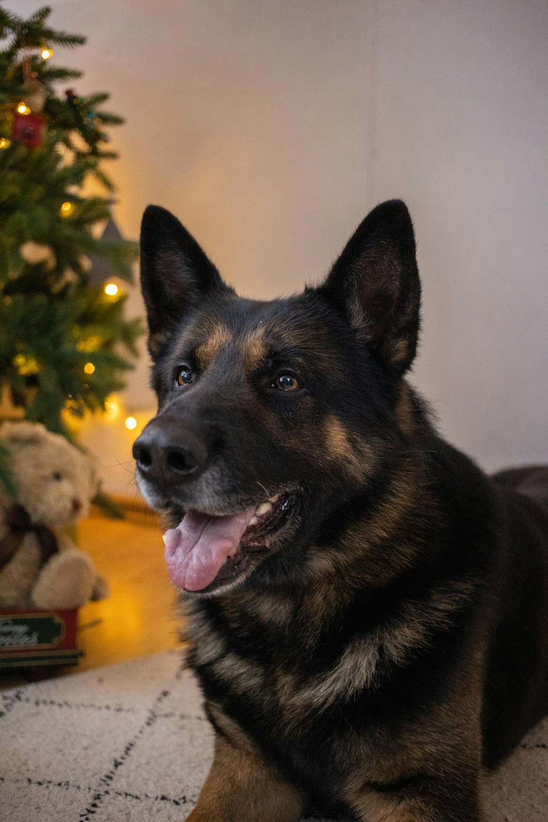 A German shepherd
