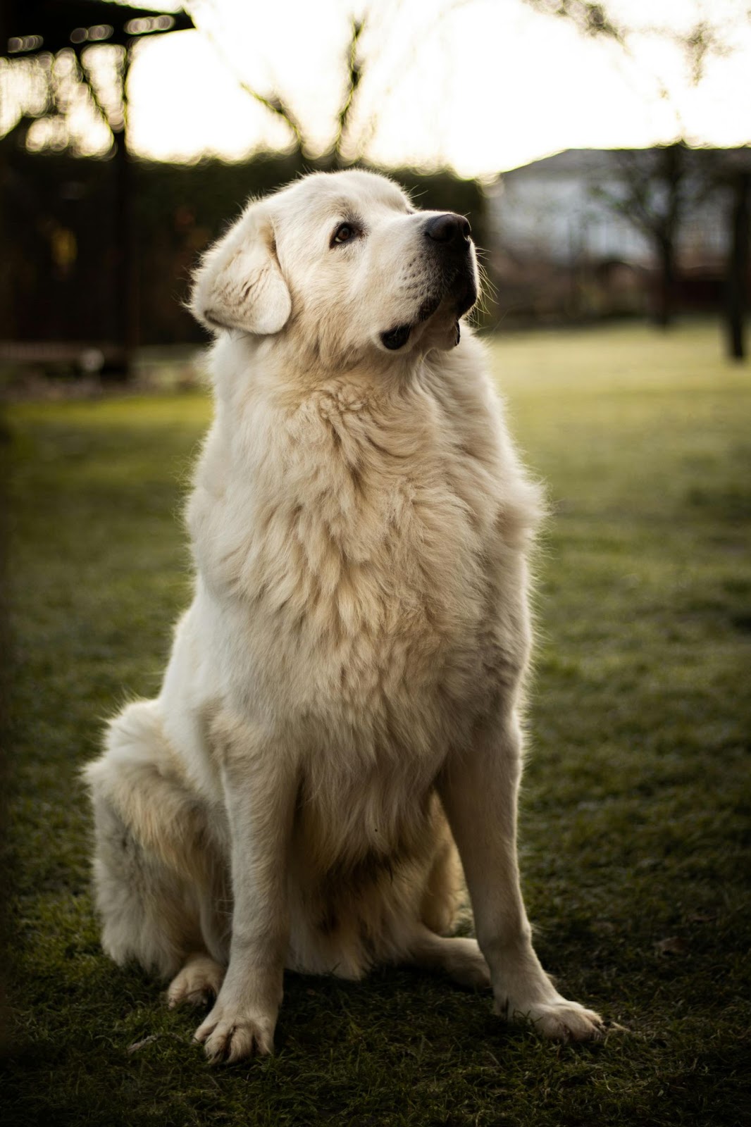 Great Pyrenees
