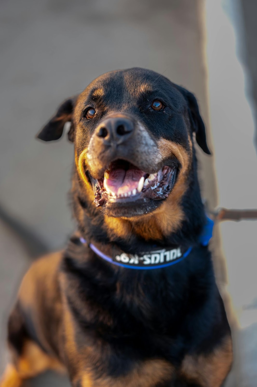 A Rottweiler guard dog