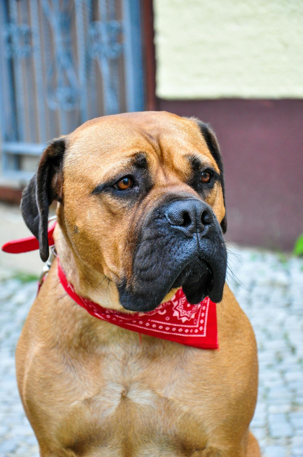 A bullmastiff