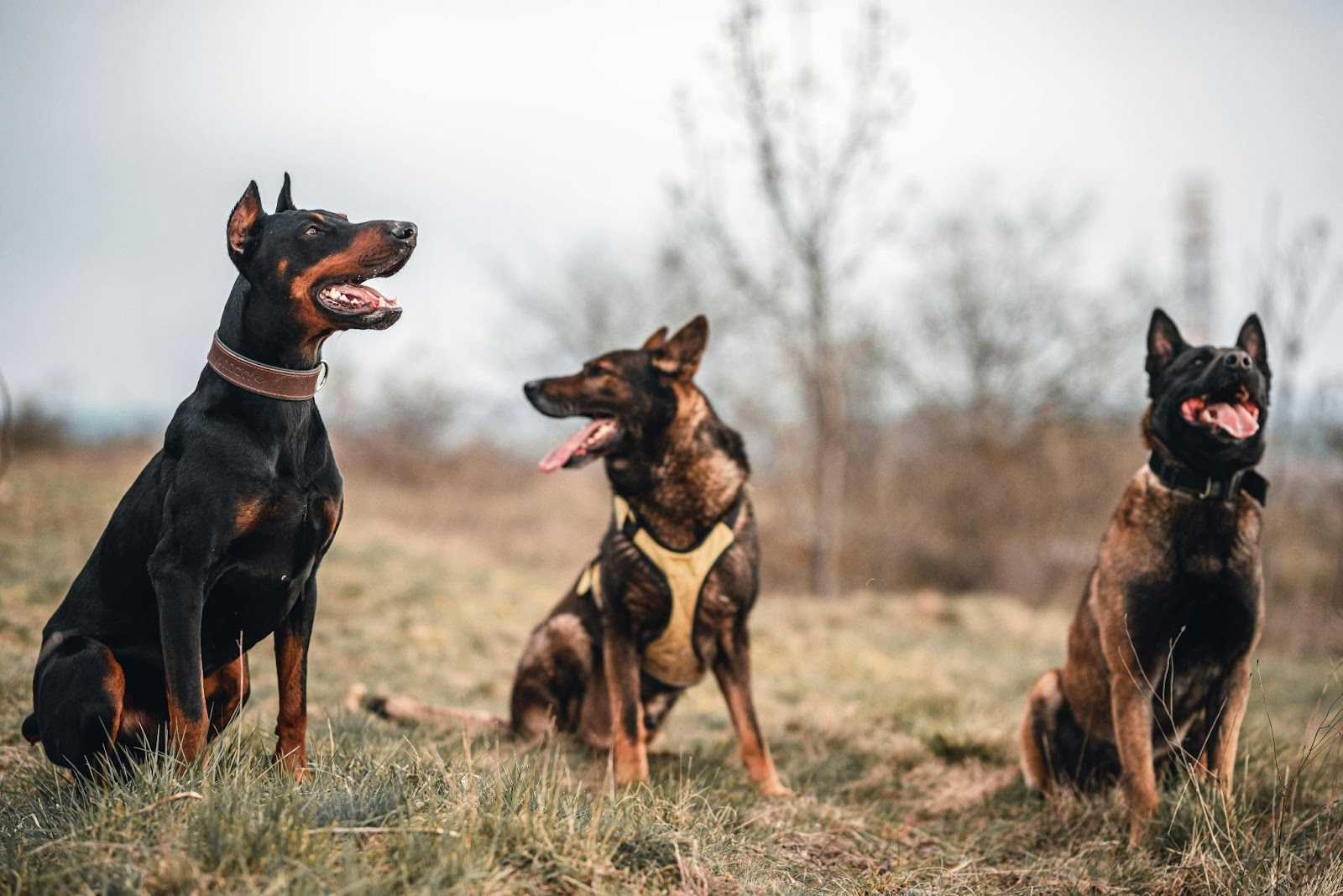Three alert and well-trained guard dogs; a Doberman and two Belgian Malinois: sitting on grass in an open field, showcasing loyal and protective breeds ideal for family security.
