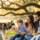 A husky dog calmly interacts with a family during a picnic, showing no signs of aggression, even in a scenario that might provoke an attack by an intruder. Will a husky attack an intruder